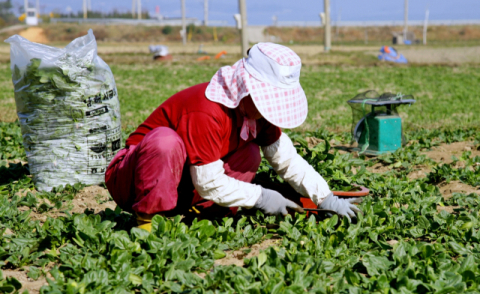 남해 시금치 ‘보물초’ 가격 폭락… 농민 ‘한숨’
