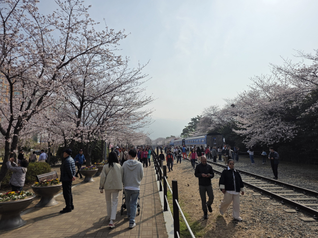 지난달 29일 경남 창원시 진해구 여좌천(위)과 경화역 일대 모습. 같은 날인데도 벚꽃의 개화 정도가 다소 차이를 보인다. 강대한 기자 kdh@