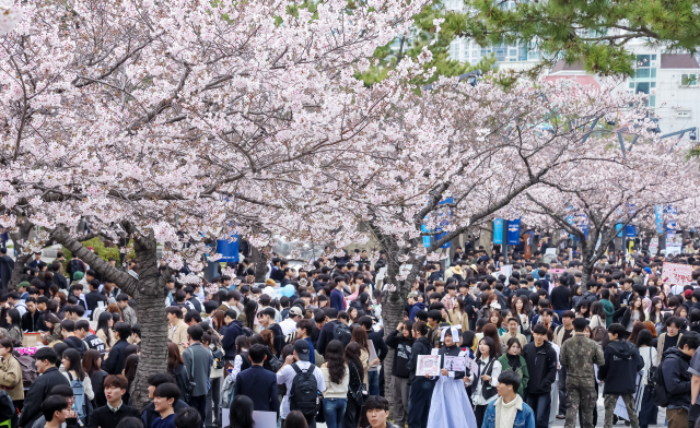 1일 부산 남구 국립부경대학교에서 벚꽃축제 '핑크캠퍼스'가 열려 대학생들이 활짝 핀 벚꽃 아래에서 다양한 축제 행사를 즐기고 있다. 김종진 기자 kjj1761@
