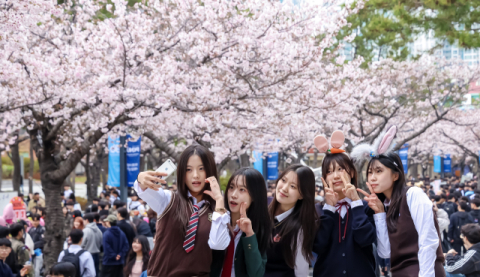 [포토뉴스] 벚꽃 내리는 ‘핑크캠퍼스’