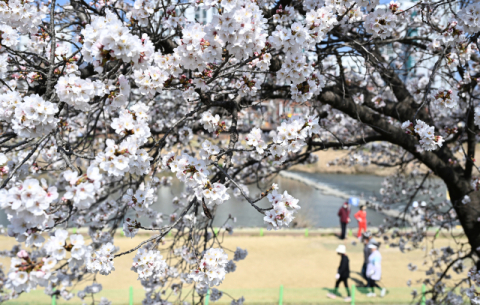 [포토뉴스] 활짝 핀 벚꽃…“공칠 맛 납니다”