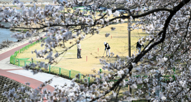 화창한 봄 날씨를 보인 2일 경남 거창군 거창읍 대평리 강변에 벚꽃이 만개했다. 주민들은 파크 골프를 치며 봄을 만끽하고 있다. 거창군 제공