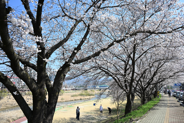 화창한 봄 날씨를 보인 2일 경남 거창군 거창읍 대평리 강변에 벚꽃이 만개했다. 주민들은 파크 골프를 치며 봄을 만끽하고 있다. 거창군 제공