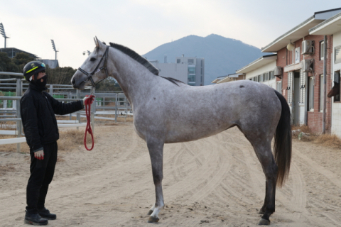 루나Stakes 출전마 - 클리어리위너