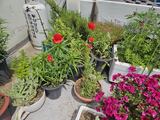 2일 남해지방해양경찰청은 부산해양경찰서와 이달부터 오는 7월까지 양귀비·대마 등 마약용 식물 불법 재배 특별 단속을 진행한다고 밝혔다. 사진은 지난해 마약용 양귀비 재배 적발 현장 모습. 남해지방해양경찰청 제공