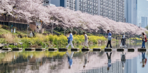 [포토뉴스] 벚꽃 만개 온천천의 봄