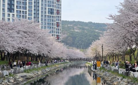 ‘봄바람 휘날리며~’ 벚꽃 만개한 부산, 주말 벚꽃축제마다 봄기운 ‘물씬’