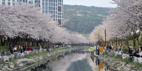 ‘봄바람 휘날리며~’ 벚꽃 만개한 부산, 주말 벚꽃축제마다 봄기운 ‘물씬’