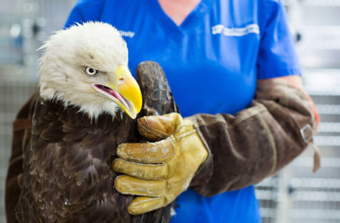 야생동물생태교육장 야생동물 치유센터 체험.
