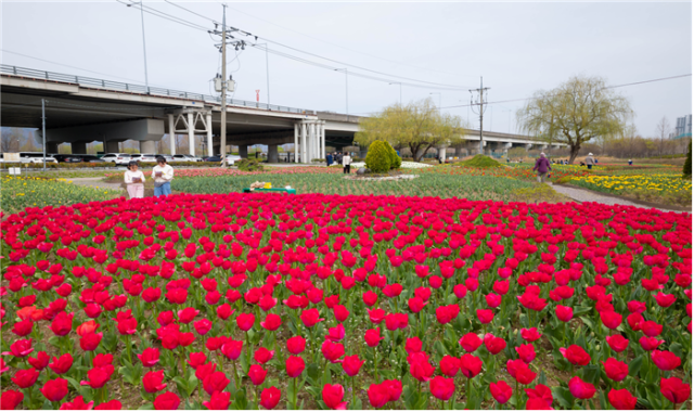 부산시 낙동강관리본부는 4월 둘째 주를 전후해 화명생태공원 플라워가든에 튤립이 만개할 예정이라고 밝혔다. 부산시 제공