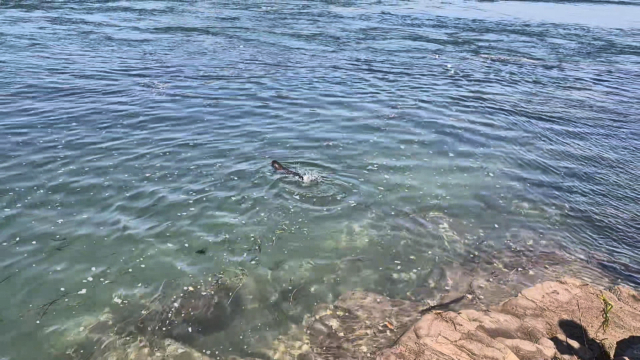 15일 오전 9시 25분 사천시 늑도동 초양방파제 옆 갯바위에 상괭이가 고립돼 해경 등에 의해 구조됐다. 사천해경 제공