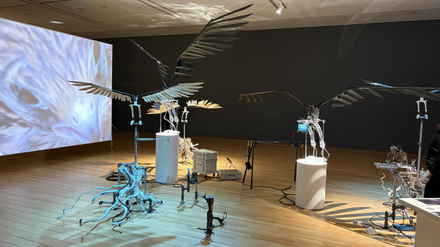 오주영, 황조롱이 드론, 2025. 김은영 기자 key66@