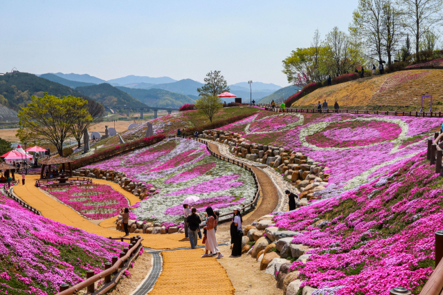 16일 산청군 생초면 국제조각공원에 꽃잔디가 만개해 방문객들이 분홍빛 물결을 만끽하고 있다. 생초국제조각공원은 매년 봄이면 꽃잔디를 보기 위해 전국 각지의 방문객이 찾는다. 다양한 문양으로 꾸며진 꽃잔디와 산책로는 방문객들에게 다양한 볼거리를 제공한다. 산청군 제공