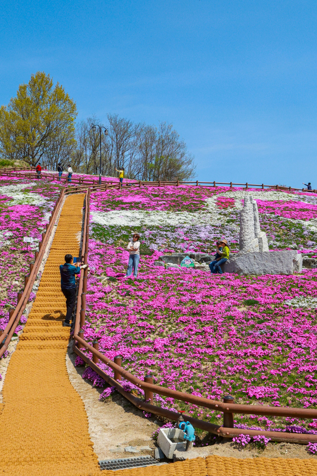 16일 산청군 생초면 국제조각공원에 꽃잔디가 만개해 방문객들이 분홍빛 물결을 만끽하고 있다. 생초국제조각공원은 매년 봄이면 꽃잔디를 보기 위해 전국 각지의 방문객이 찾는다. 다양한 문양으로 꾸며진 꽃잔디와 산책로는 방문객들에게 다양한 볼거리를 제공한다. 산청군 제공