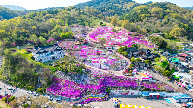16일 산청군 생초면 국제조각공원에 꽃잔디가 만개해 방문객들이 분홍빛 물결을 만끽하고 있다. 생초국제조각공원은 매년 봄이면 꽃잔디를 보기 위해 전국 각지의 방문객이 찾는다. 다양한 문양으로 꾸며진 꽃잔디와 산책로는 방문객들에게 다양한 볼거리를 제공한다. 산청군 제공