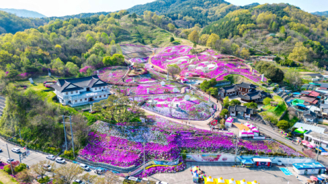 [포토뉴스] “분홍빛 물결 장관이네”