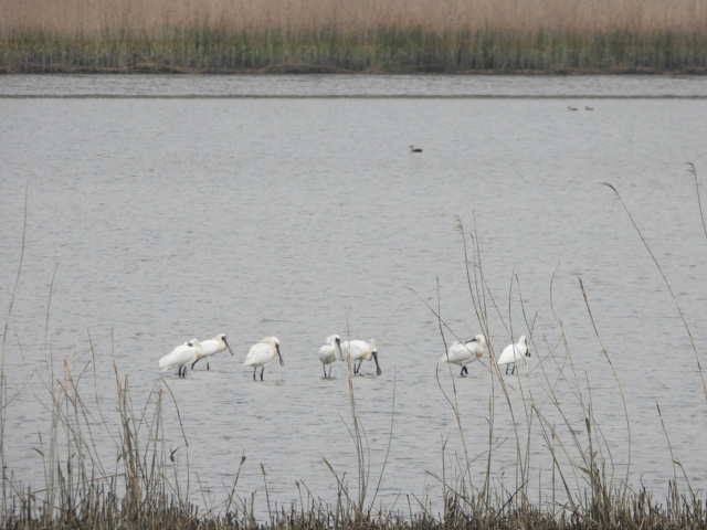 지난 18일 고성군 마동호 습지에서 멸종위기 야생생물 I 급인 저어새 7마리가 먹이 활동을 하는 모습이 포착됐다. 고성군 제공