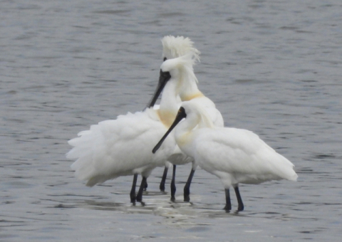 고성 마동호 습지에서 관찰된 멸종위기 I 급 희귀새