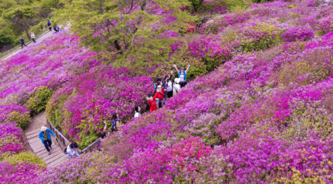 [포토뉴스] 철쭉 뒤덮은 백양산 애진봉