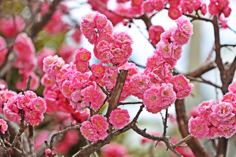 “정체성 강화” “행정력 낭비” 상징 꽃 교체 ‘설왕설래’ [어떻게 생각하십니까]
