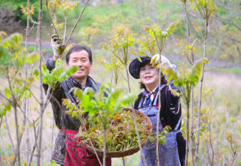 [포토뉴스] 봄나물 여왕 ‘옻순’