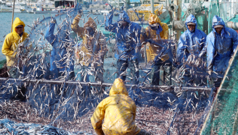 [포토뉴스] 봄이 왔다, 멸치 털자~
