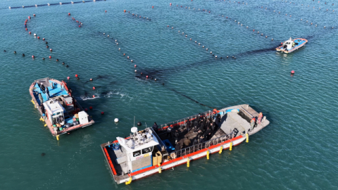 해조류(미역) 규격 측정 모습. 한국수산자원공단 제공