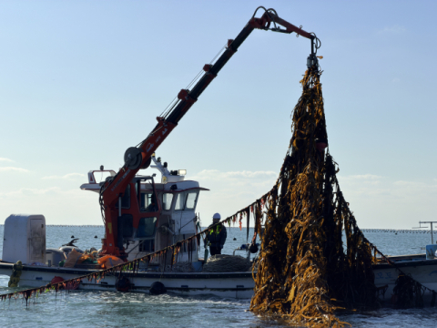 한국수산자원공단, ‘바다숲 탄소거래 시범사업’ 본격 시동