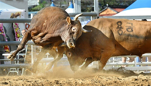 창원시가 오는 29일부터 5월 3일까지 의창구 북면 마금산 온천지구 특설경기장에서 전국 소힘겨루기 대회를 개최한다. 과거 창원에서 열린 소힘겨루기 대회 모습. 창원시 제공