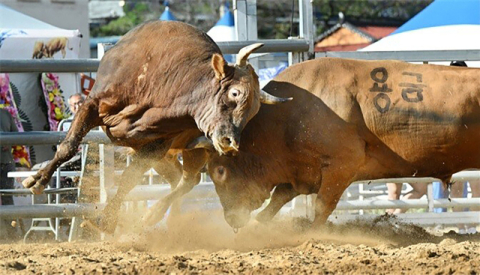 29일 창원서 전국 소힘겨루기 대회 개막