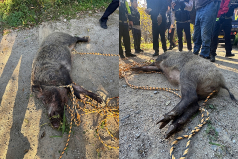 [단독] 멧돼지 점점 느는데 총기 포획 제한? 금정산국립공원의 딜레마