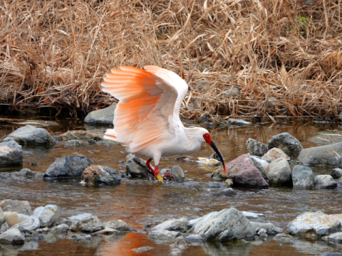 멸종위기종 따오기도 보금자리 튼 뭇 생명의 안식처 [경남 창녕군 우포늪 탐방]