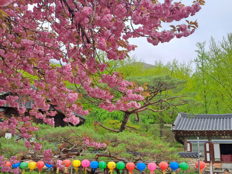 선암사는 한국의 산사 중에서 가장 꽃이 아름답다는 이야기를 듣는다.