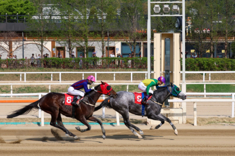 렛츠런파크 부산경남, 장거리 최강마 선발 ‘스테이어 시리즈’ 개최