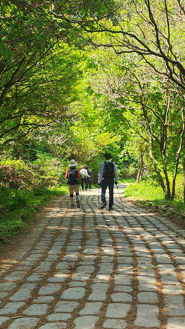 지리산 바래봉 정상까지는 임도가 잘 정비돼 있어 초보 등산객들도 산을 오르기 싑다. 김진성 기자 paperk@